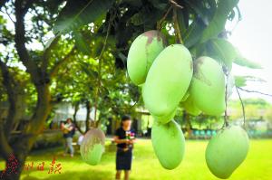 张店富硒水果树(富硒水果一览表)-硒宝网