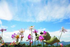 张店富硒水果树(富硒水果一览表)-硒宝网