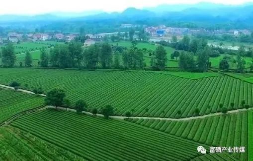 天然的富硒水果（富硒水果一览表）-硒宝网