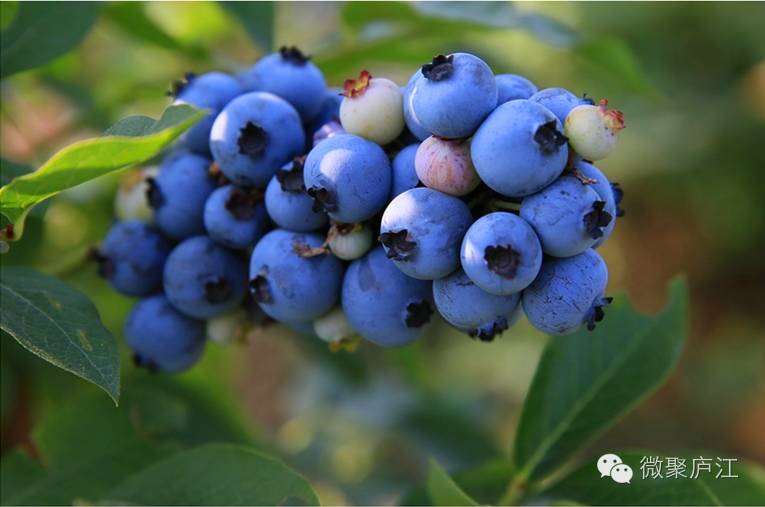 哪些水果含富硒(水果含富硒的标准是多少)-硒宝网