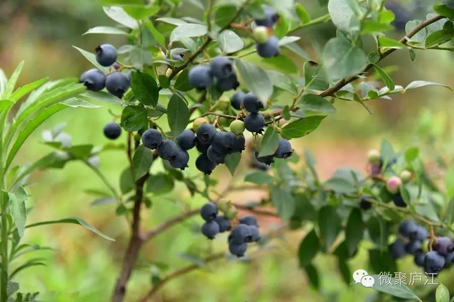 哪些水果含富硒(水果含富硒的标准是多少)-硒宝网