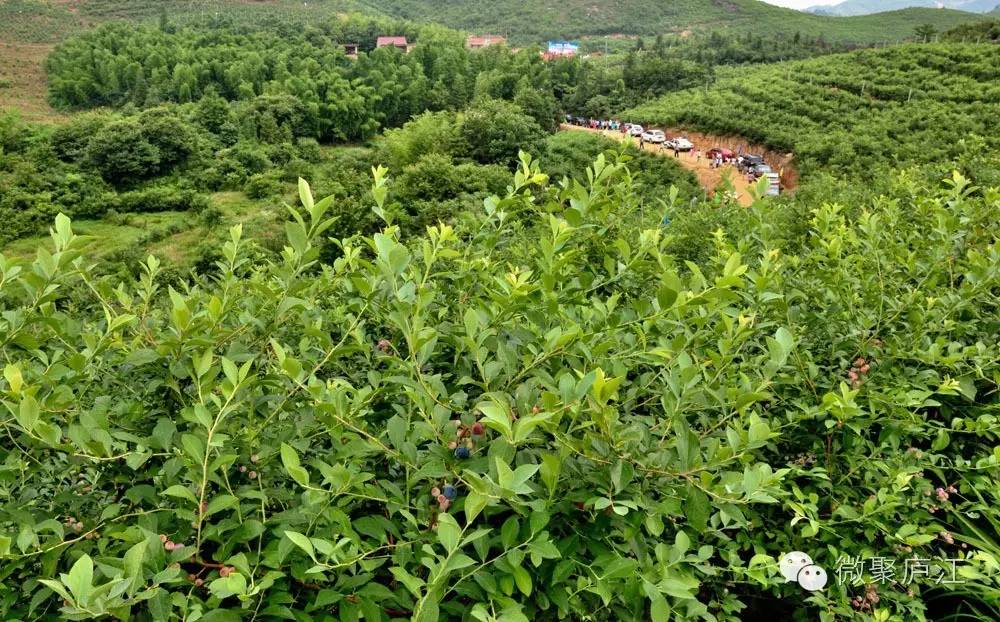 哪些水果含富硒(水果含富硒的标准是多少)-硒宝网
