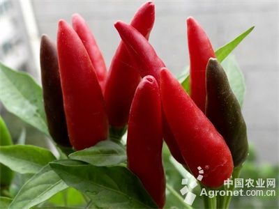 水果富硒的标准(富硒水果国家标准)-硒宝网