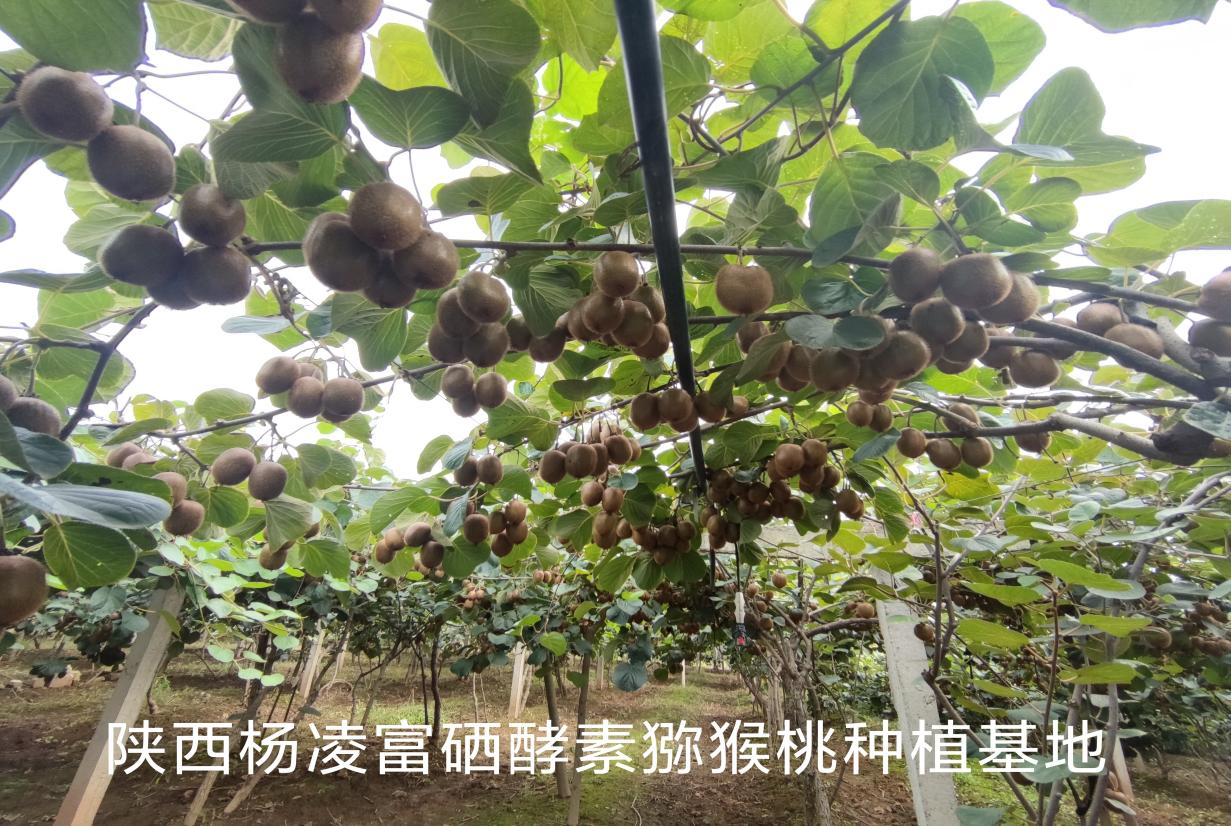 富硒水果的种植(水果种植富硒的好处)-硒宝网