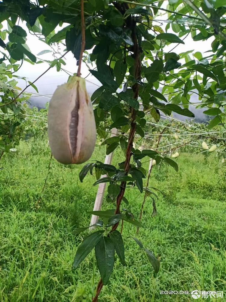 富硒水果的意思（富硒水果的国家标准是多少）-硒宝网