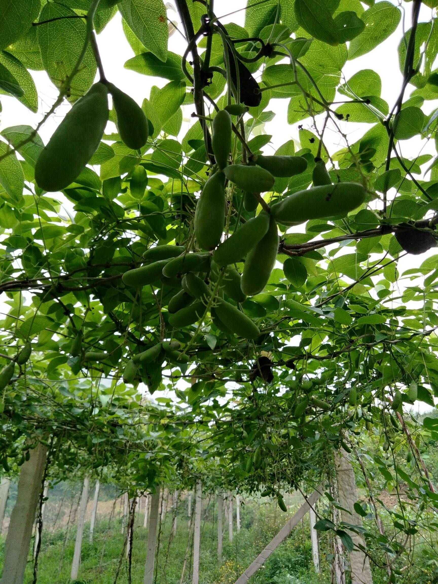 富硒水果的意思（富硒水果的国家标准是多少）-硒宝网