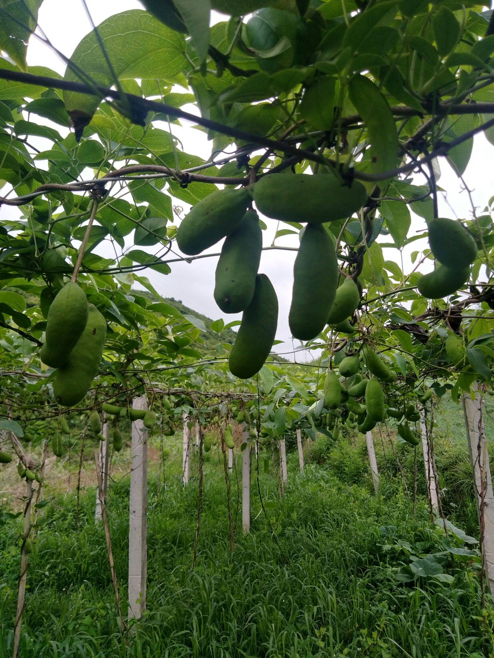 富硒水果的意思（富硒水果的国家标准是多少）-硒宝网