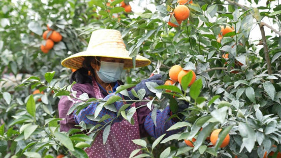 天然的富硒水果(富硒水果的好处)-硒宝网