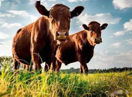 天然的富硒水果（水果天然富硒含量）-硒宝网