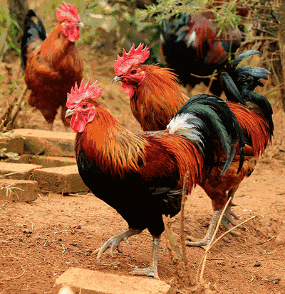 天然的富硒水果（水果天然富硒含量）-硒宝网