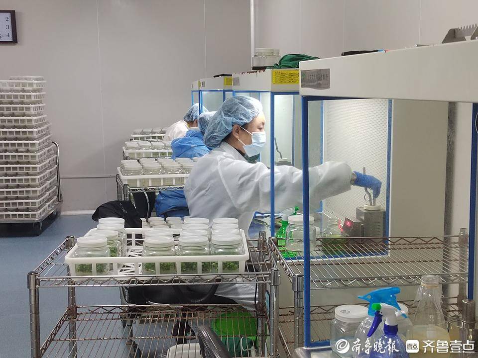 苹果树水果富硒(富硒苹果生产技术)-硒宝网