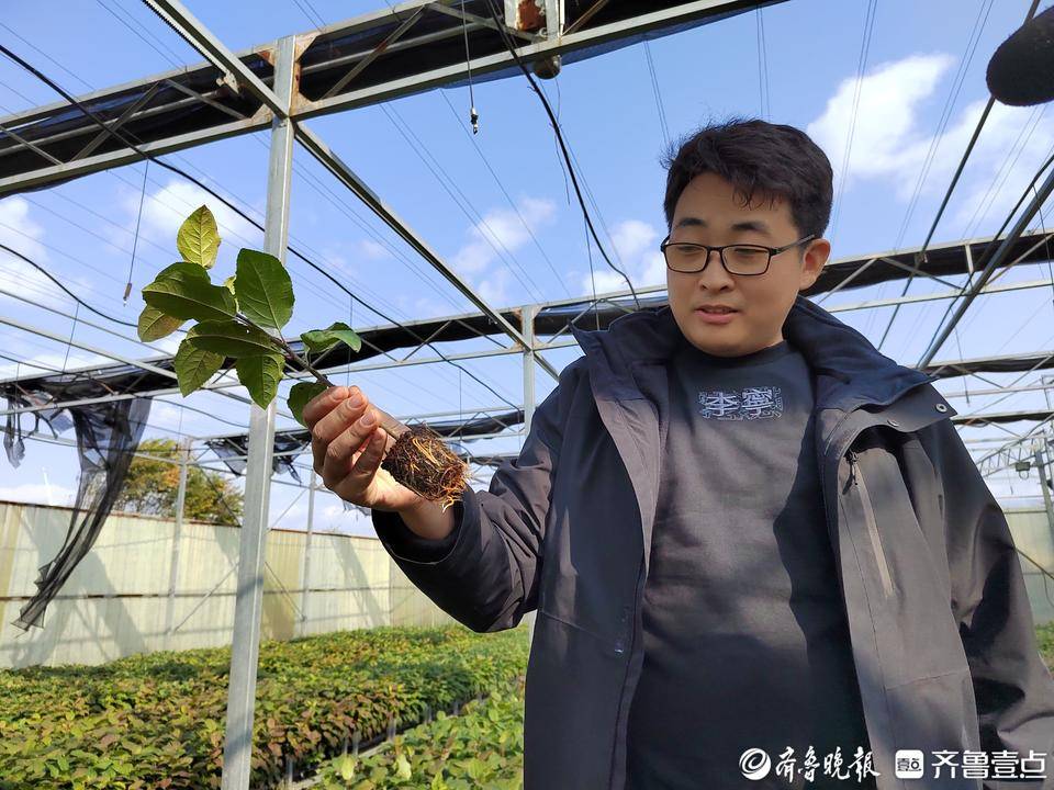 苹果树水果富硒(富硒苹果生产技术)-硒宝网