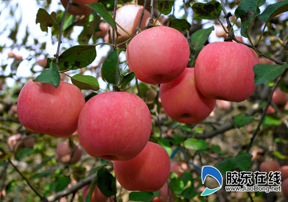 富硒水果啥意思（富硒的水果）-硒宝网