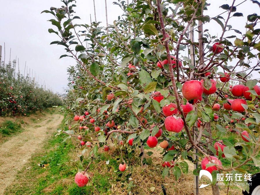 富硒水果啥意思（富硒的水果）-硒宝网