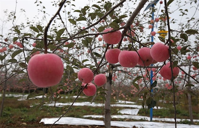 富硒水果啥意思（富硒的水果）-硒宝网