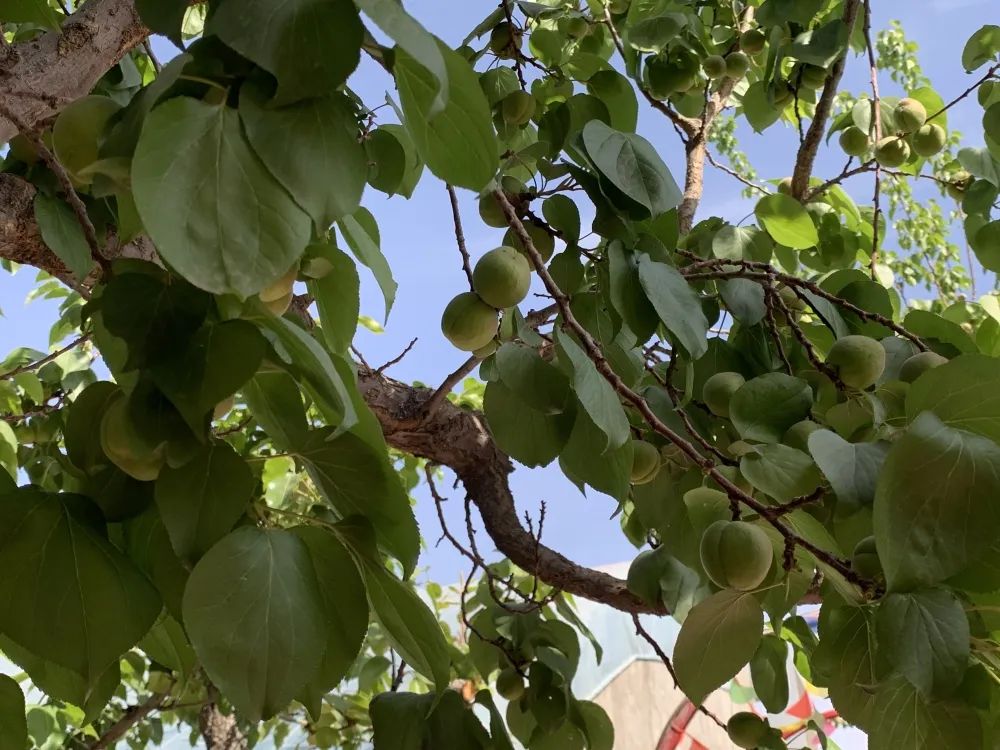 富硒特产水果店(富硒水果前十名)-硒宝网