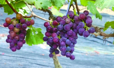 如何让水果富硒（富硒的水果）-硒宝网