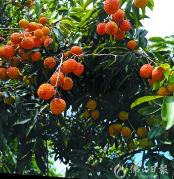 如何让水果富硒（富硒的水果）-硒宝网