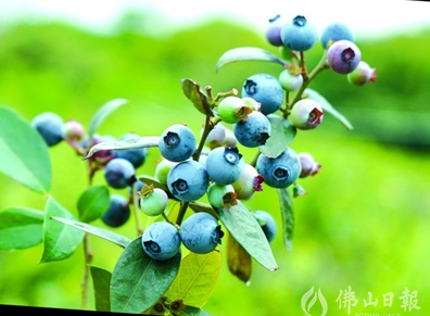 如何让水果富硒（富硒的水果）-硒宝网