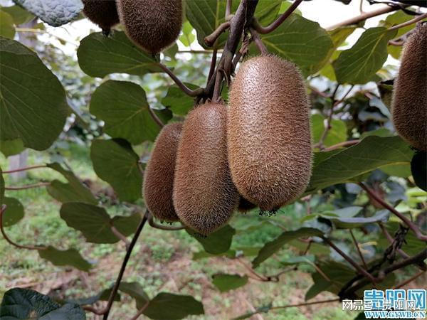 草莓是富硒水果(水果草莓富硒是什么意思)-硒宝网