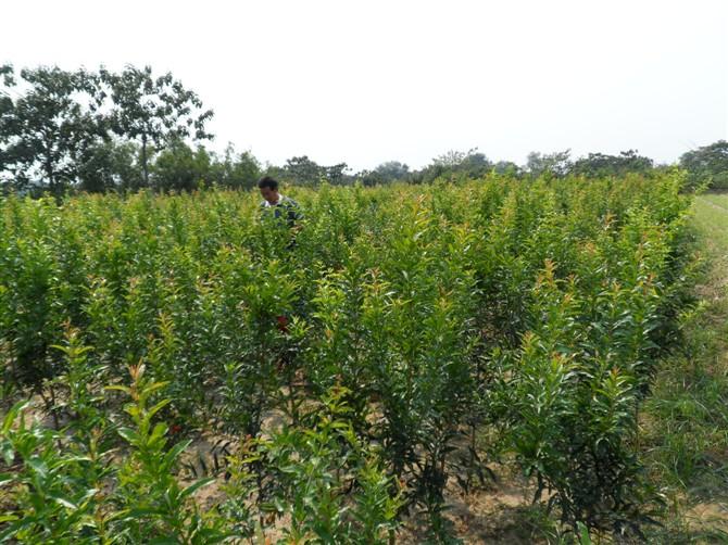 推广水果富硒梨（富硒梨口感）-硒宝网