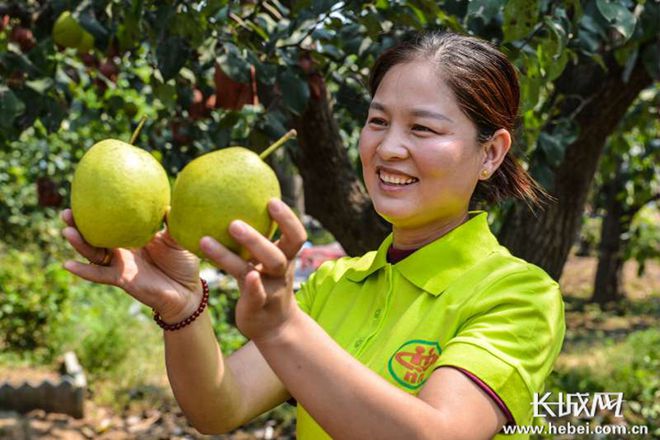 推广水果富硒梨(梨的推广方案)-硒宝网