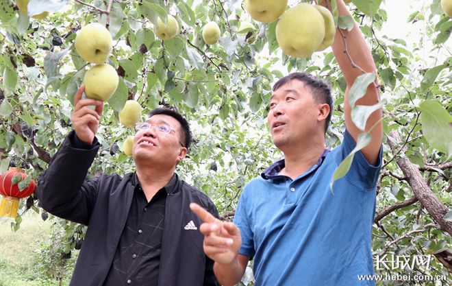推广水果富硒梨(梨的推广方案)-硒宝网