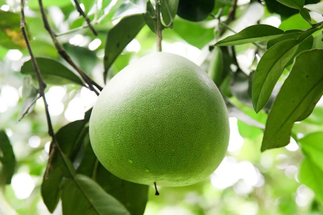 富硒第一的水果(水果富硒食品国家标准)-硒宝网