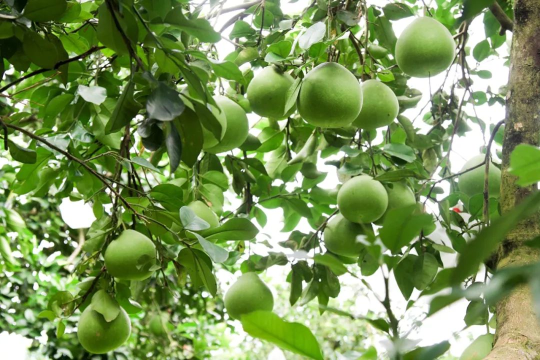 富硒第一的水果(水果富硒食品国家标准)-硒宝网