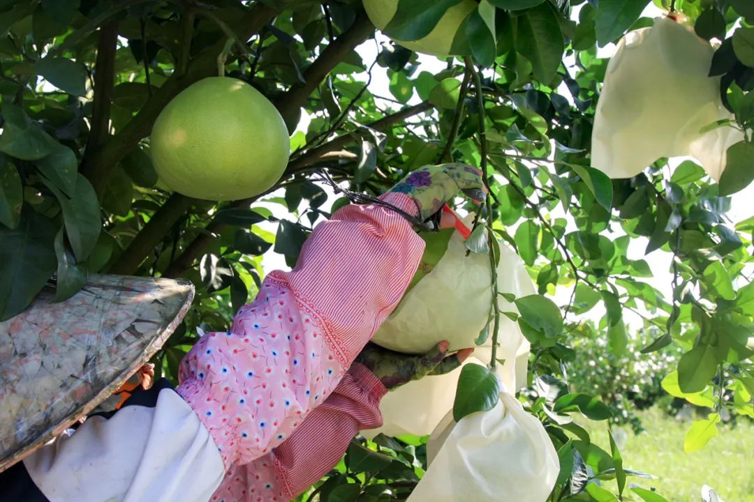 富硒第一的水果(水果富硒食品国家标准)-硒宝网