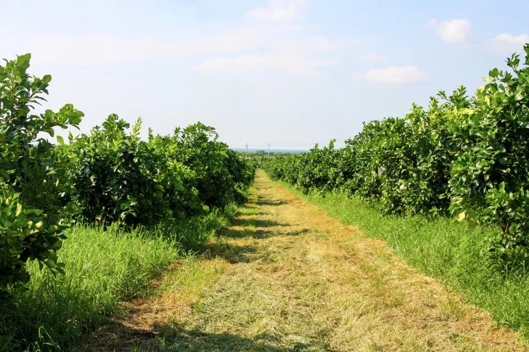 富硒第一的水果(水果富硒食品国家标准)-硒宝网