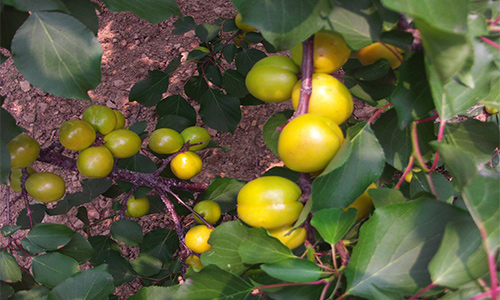 富硒水果有害吗（富硒对水果的作用如何）-硒宝网