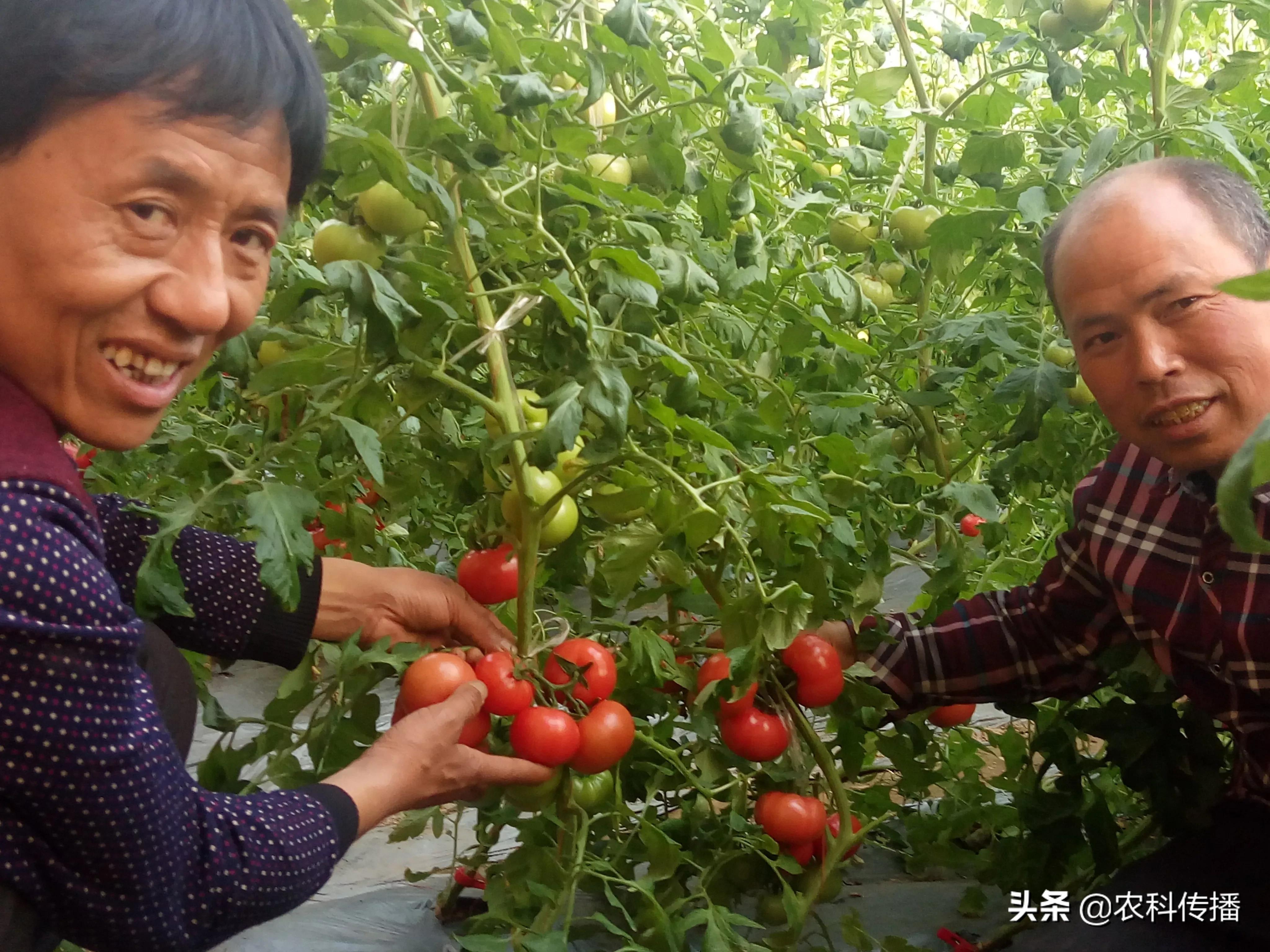 富硒水果的意思(富硒类蔬菜水果)-硒宝网