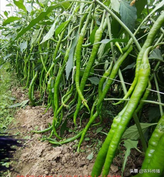 富硒水果的意思(富硒类蔬菜水果)-硒宝网