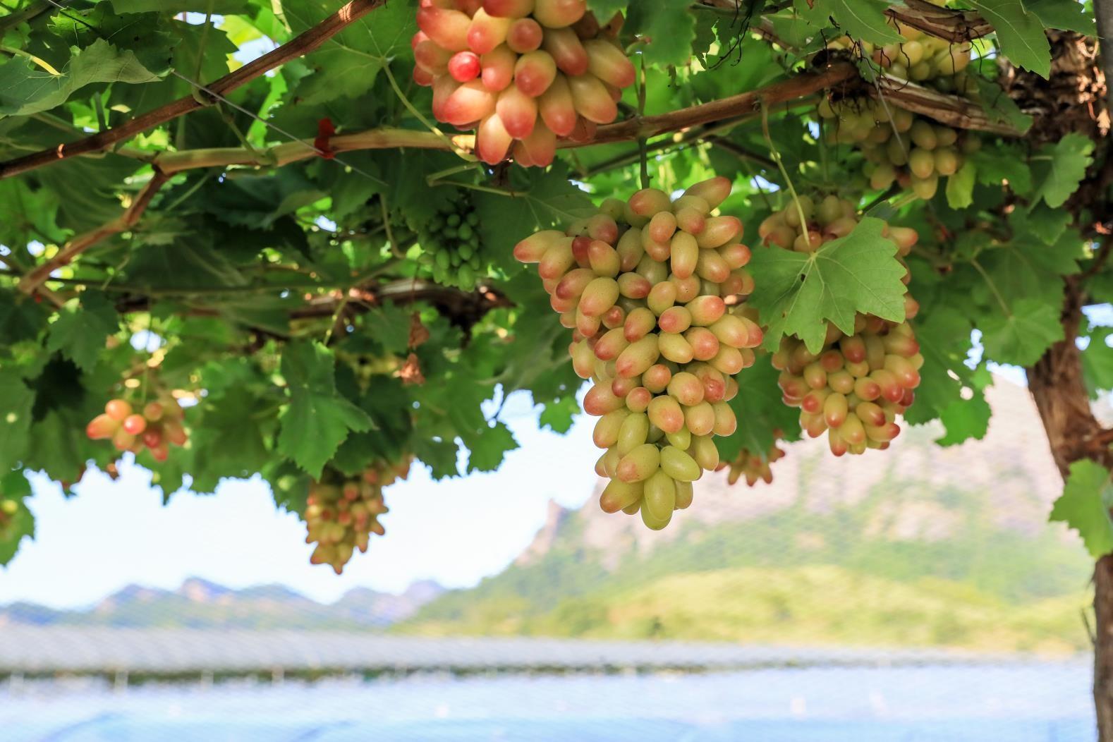 水果店富硒葡萄(葡萄富硒含量标准)-硒宝网