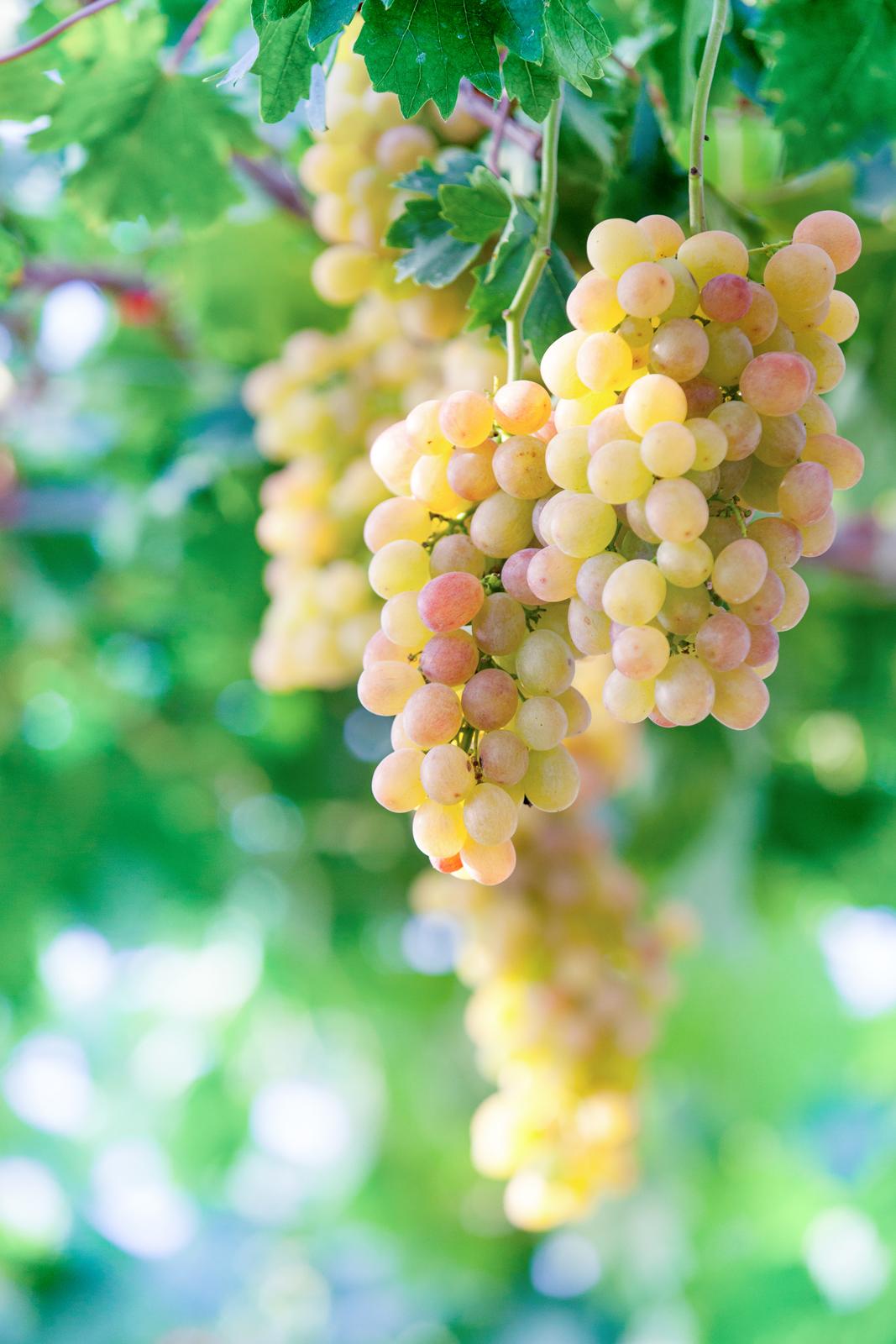 水果店富硒葡萄(葡萄富硒含量标准)-硒宝网