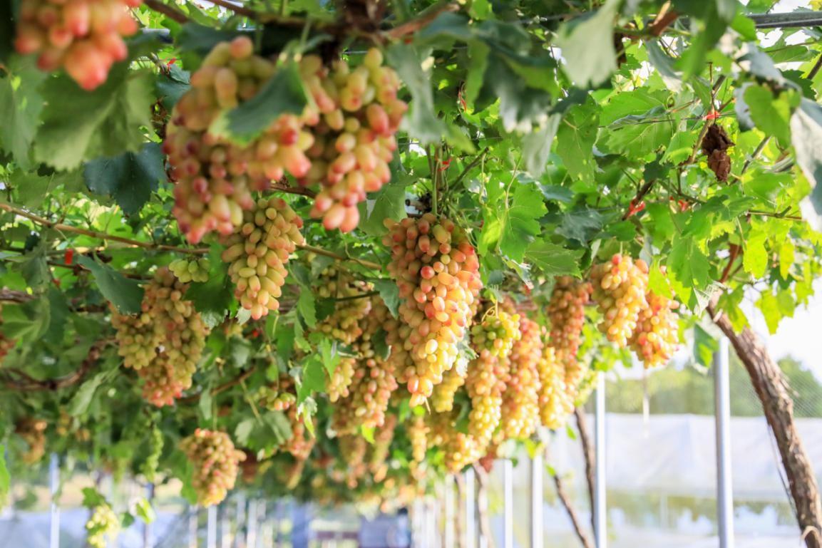 水果店富硒葡萄(葡萄富硒含量标准)-硒宝网