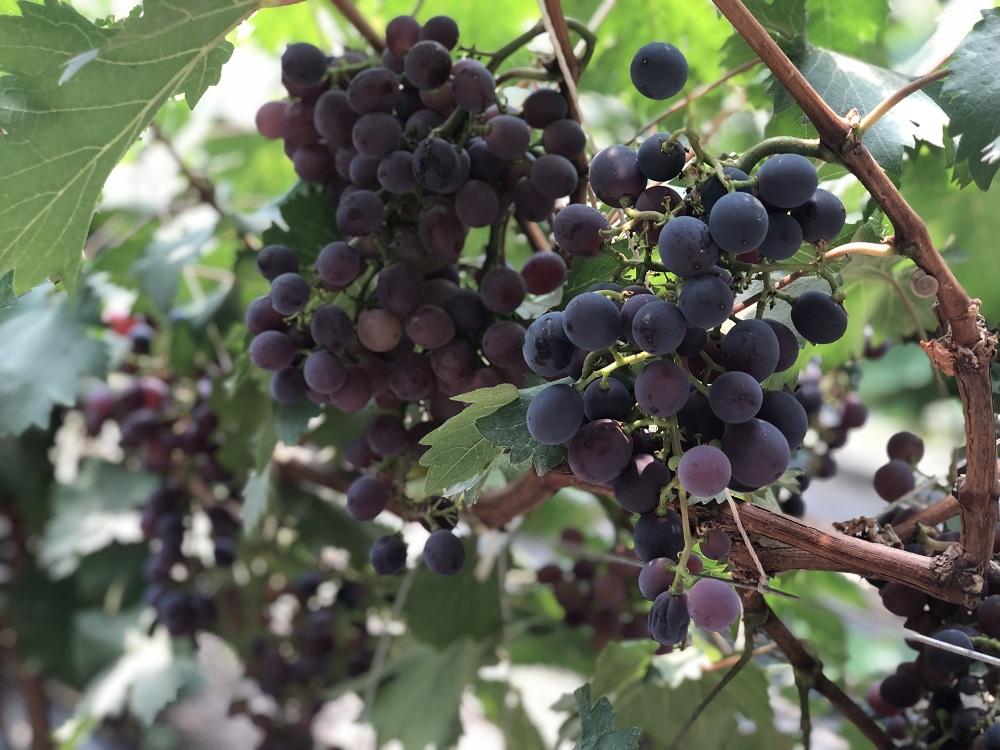 富硒水果怎么做（富硒果蔬）-硒宝网