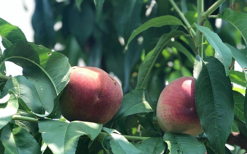 富硒水果怎么做（富硒果蔬）-硒宝网