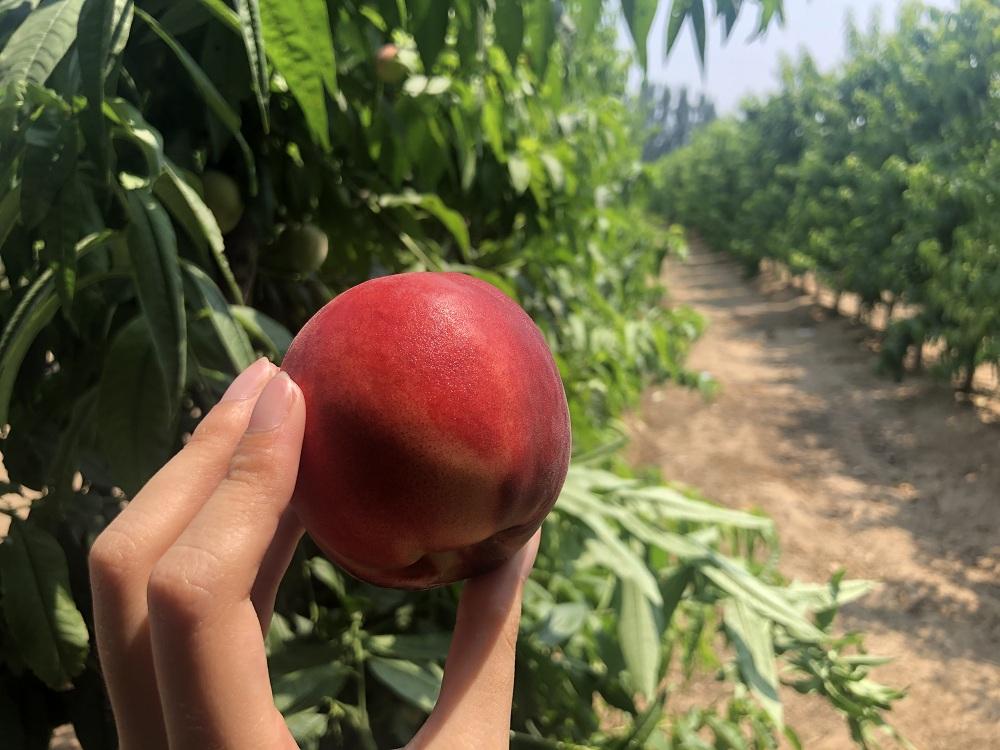 富硒水果怎么做（富硒果蔬）-硒宝网