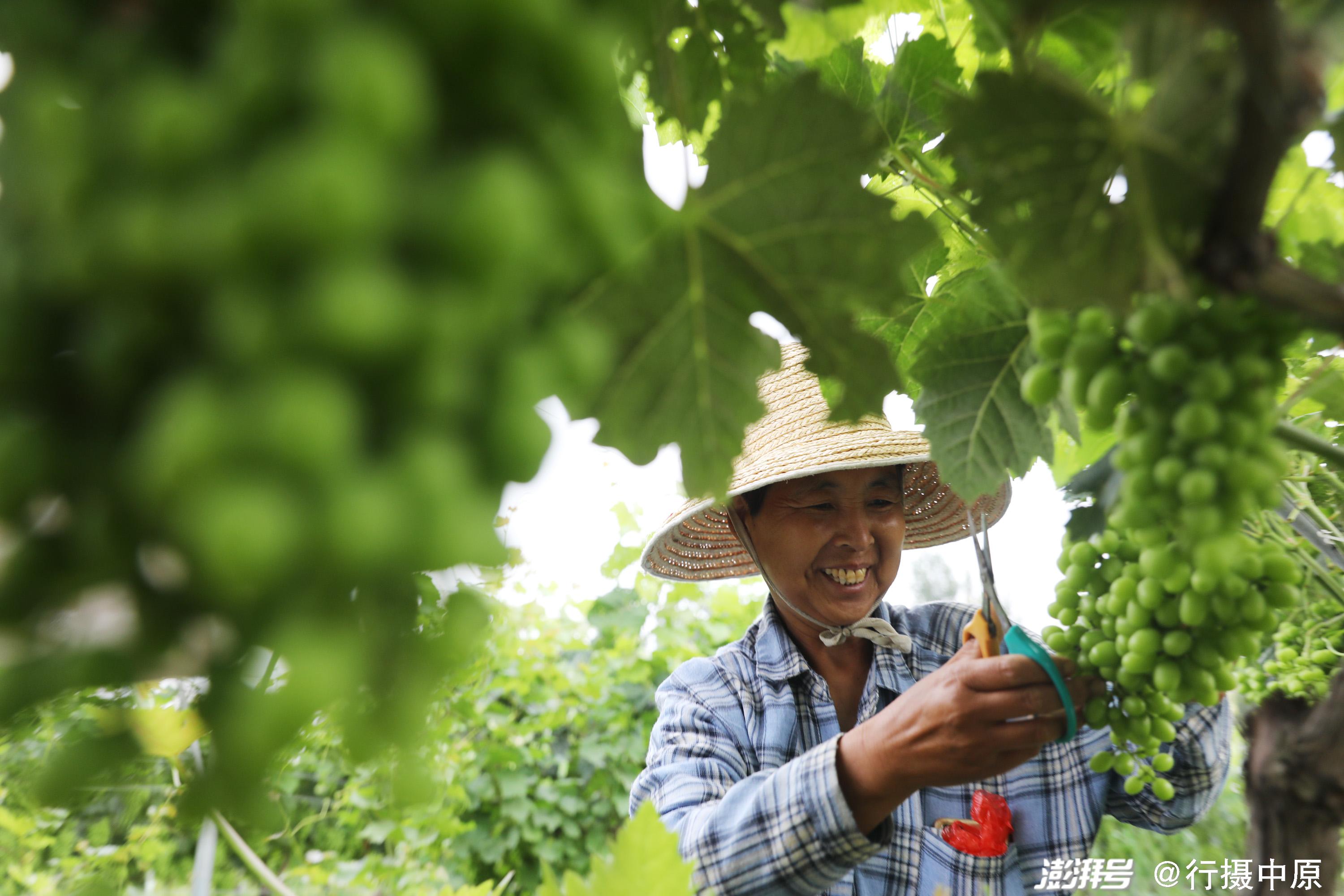 龙胜县富硒水果（富硒果园）-硒宝网