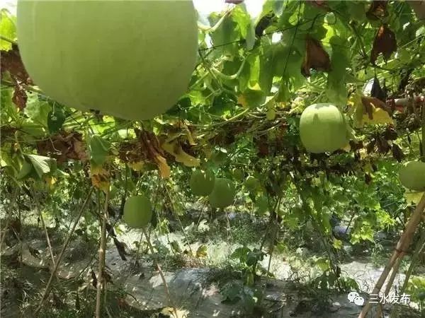 十大富硒的水果(水果富硒的成本造价)-硒宝网