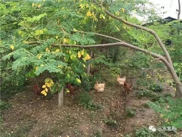十大富硒的水果(水果富硒的成本造价)-硒宝网