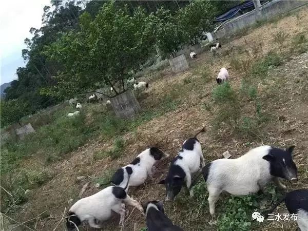 十大富硒的水果(水果富硒的成本造价)-硒宝网