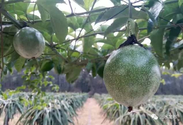 十大富硒的水果(水果富硒的成本造价)-硒宝网