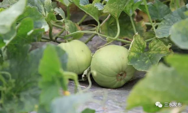 十大富硒的水果(水果富硒的成本造价)-硒宝网