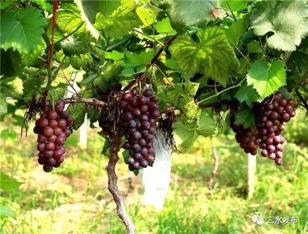 十大富硒的水果(水果富硒的成本造价)-硒宝网