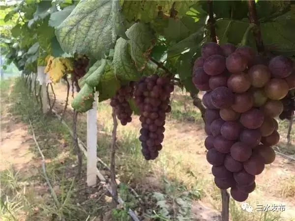 十大富硒的水果(水果富硒的成本造价)-硒宝网