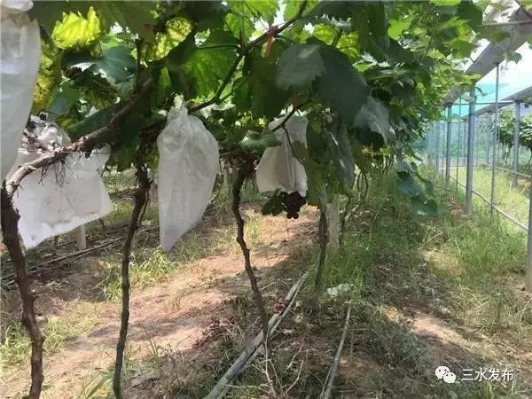 十大富硒的水果(水果富硒的成本造价)-硒宝网