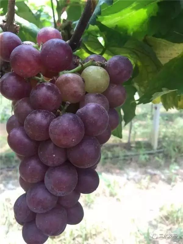 十大富硒的水果(水果富硒的成本造价)-硒宝网